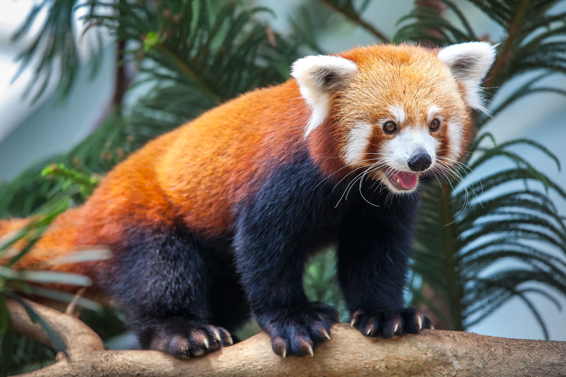 red-panda-PCDYC77