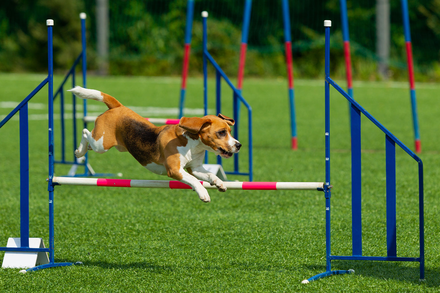 How To Train A Dog Run